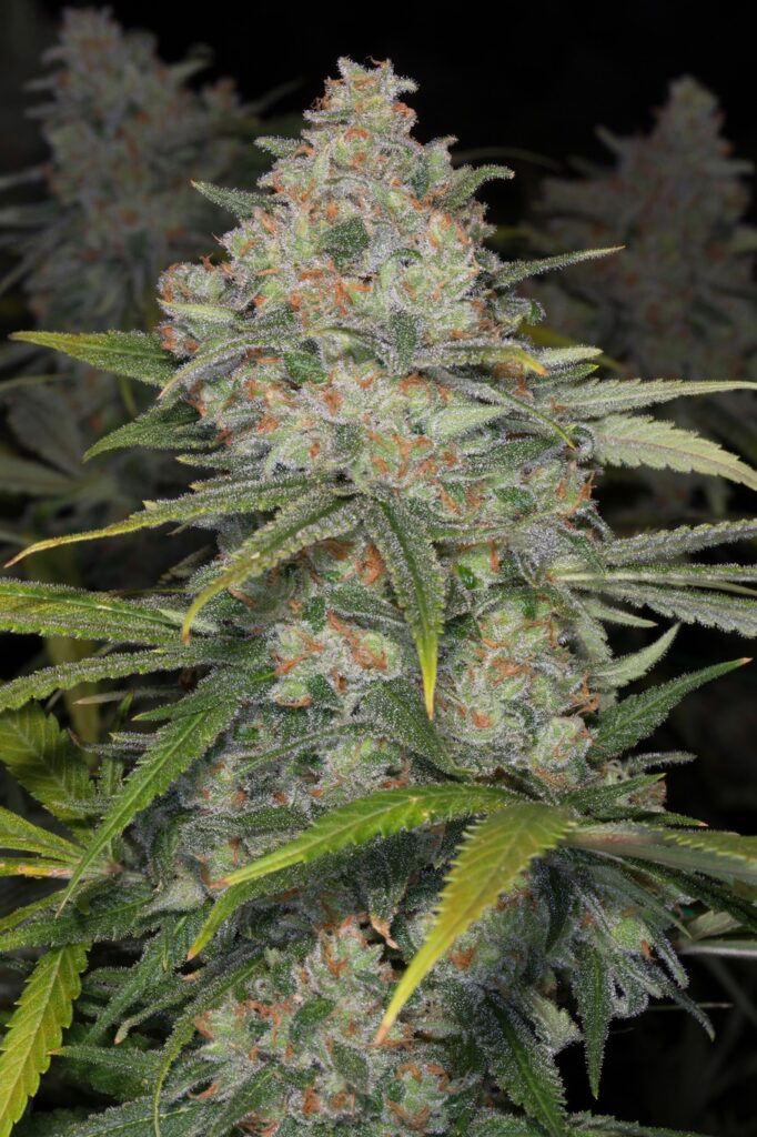 Blue Dream Seeds