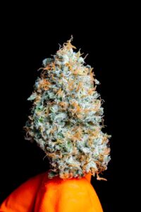 Chemdawg