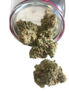 Lambs Breath