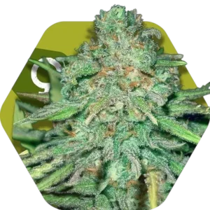 Lemon Kush