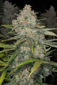 Blue Dream
