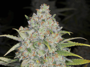 Sour Diesel x Emerald OG