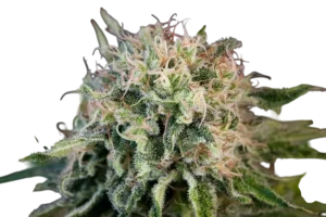 Critical Jack