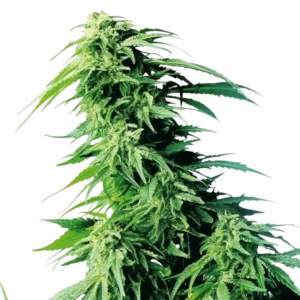 Hindu Kush