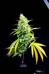 Sour Diesel