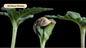 Understanding Terpene Profiles: The Key to Cannabis Effects