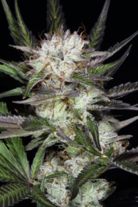 Hindu Kush
