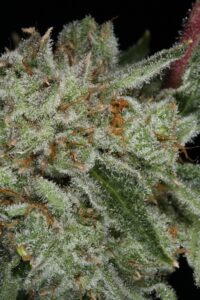 Lambs Breath