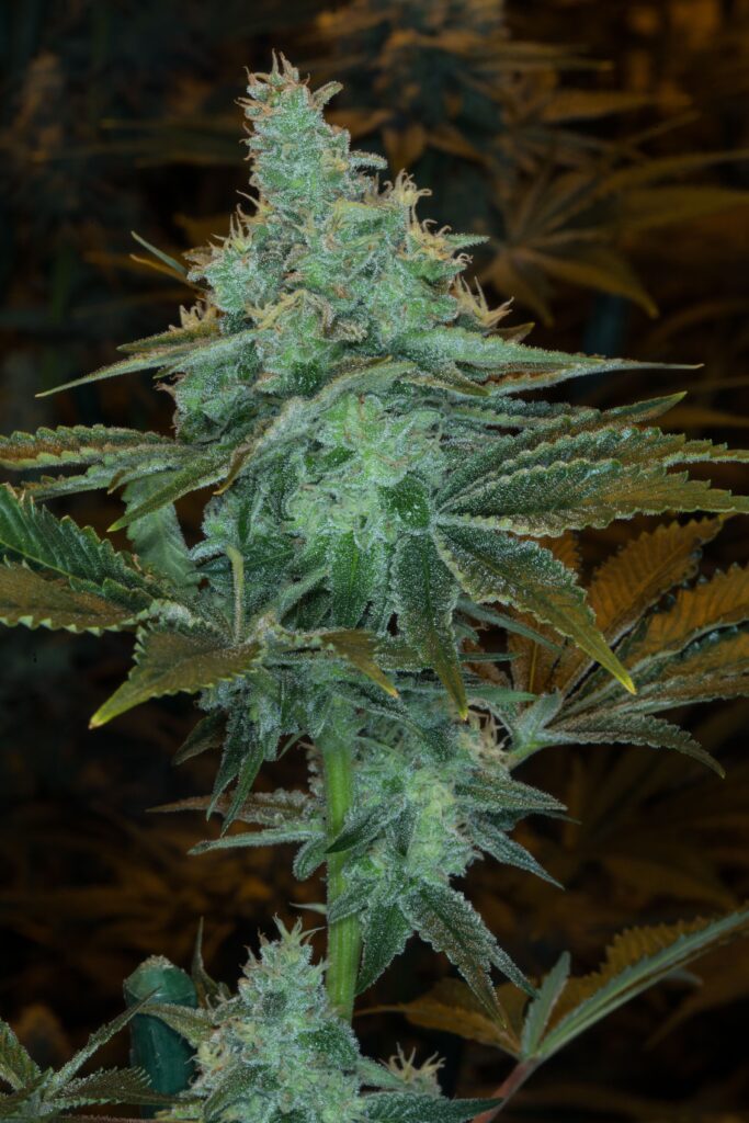 Lemon Kush - Official Hemp Seeds
