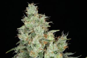 Sour Diesel