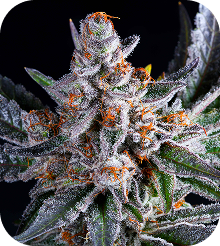 Blue Dream Seeds