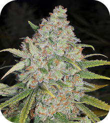Blue Dream Seeds