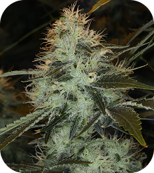 Blue Dream Seeds