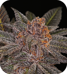 Blue Dream Seeds