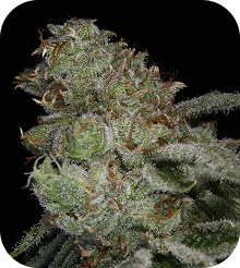 Blue Dream Seeds