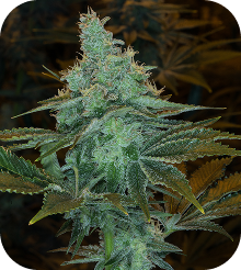 Blue Dream Seeds