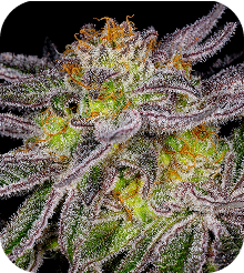 Blue Dream Seeds