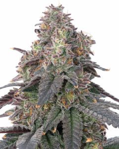 Super Silver Haze Gelato