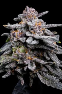Kush Mints