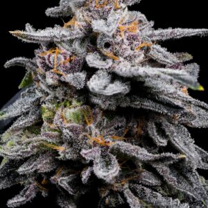 Kush Mints