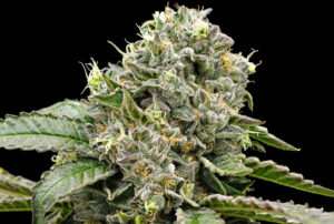 GELATO
