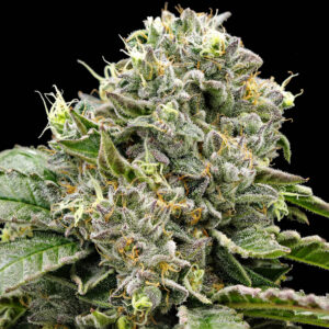 GELATO