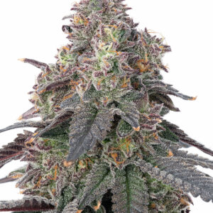 Super Silver Haze Gelato