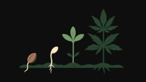 What is the Difference Between Fem & Reg Seeds