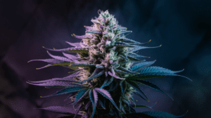 Cann­abis Seeds Gene­tics: Pare­nt Stra­ins and Line­age Hist­ory