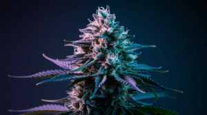 Medi­cal Bene­fits of Cann­abis Seeds: Rese­arch and Pati­ent Expe­rien­ces