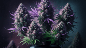 Cann­abis Seeds Terp­ene Prof­ile: Unde­rsta­ndin­g the Arom­atic­s