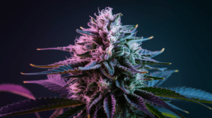 Cannabis Seeds Growing Tips: Indoor vs Outdoor Cultivation Guide