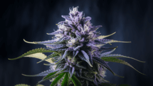 Cannabis Seeds Terpene Profile: Understanding the Aromatics
