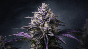 Cannabis Seeds Side Effects: What You Should Know