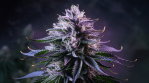 Cannabis Seeds for Beginners: What to Expect Your First Time