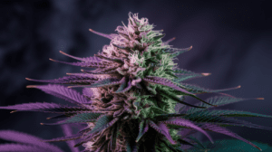 Cannabis Seeds for Sleep: Does It Really Help Insomnia?